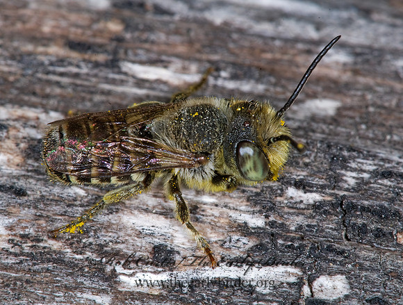 Megachile (Eutricharaea) rotundata 6011192z