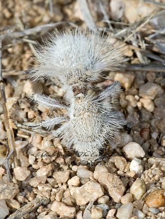 Dasymutilla gloriosa 7007325z