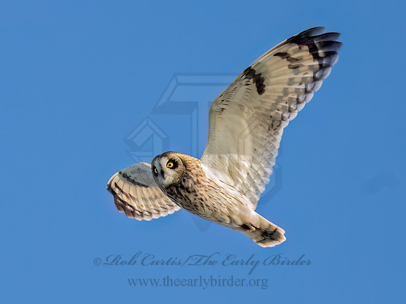 Asio flammeus SHORT-EARED OWL 9091301z