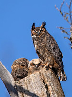 Bubo virginianus GREAT HORNED OWL 9067966z