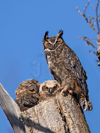 Bubo virginianus  GREAT HORNED OWL 9067966z