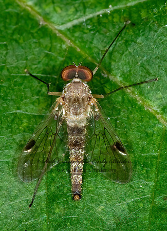 Chrysopilus modestus  SNIPE FLY 6009538z