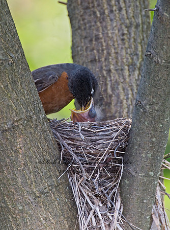 Turdus migratorius  AMERICAN ROBIN 6005465z