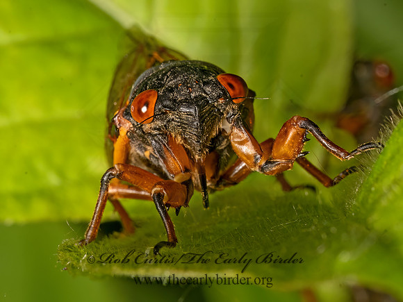 Magicicada cassinii CASSINI'S 17-YEAR CICADA 3043655z
