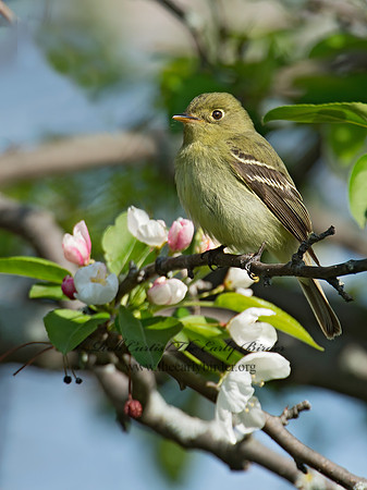 Empidonax flaviventris  YELLOW-BELLIED FLYCATCHER 9022025z