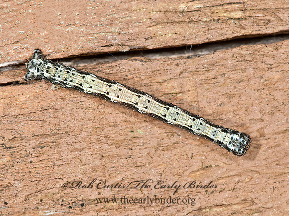 Lambdina fiscellaria  HEMLOCK LOOPER 3014297z