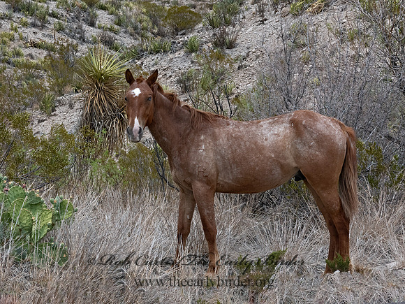 Equus caballus  HORSE 3038226z