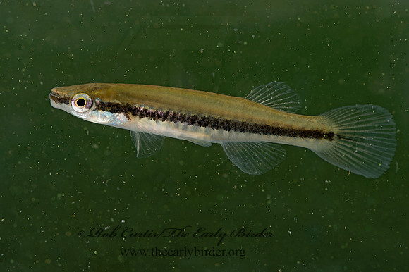 Fundulus notatus  BLACKSTRIPE TOPMINNOW 9041738z