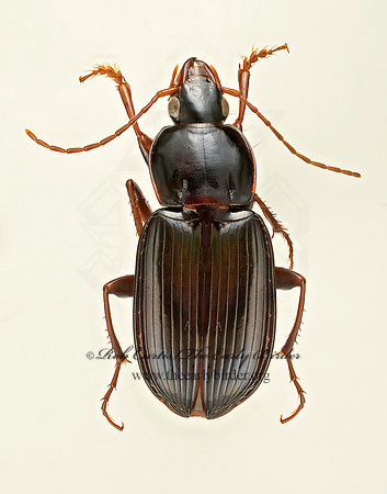 Loxandrus  LORICEINAE GROUND BEETLE 9017562z
