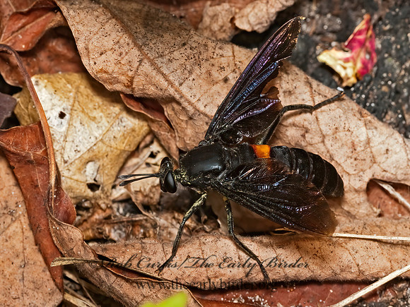 Mydas clavatus  MYDAS FLY 3003077z