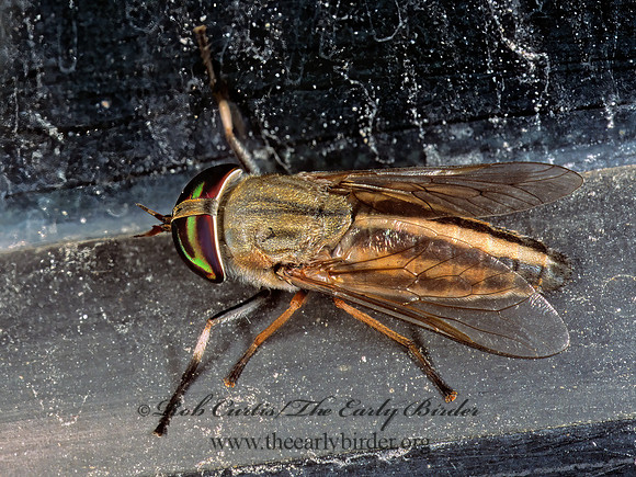 Tabanus lineola HORSE FLY 248915 z