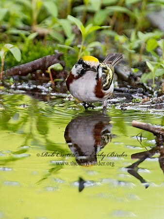 Setophaga pennsylvanica  CHESTNUT-SIDED WARBLER 9011642z