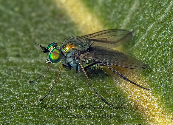 Chrysotus LONGLEGGED FLY 5015071 z