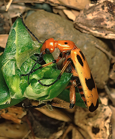 Pyrota concinna 70521z