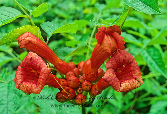 Campsis radicans  TRUMPET FLOWER 173728z