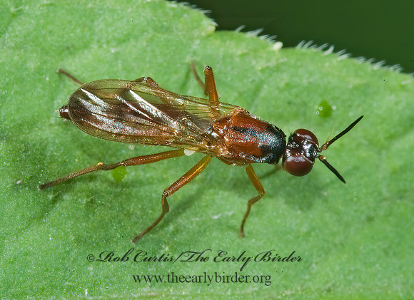 Loxocera cylindrica  RUST FLY  5013273z