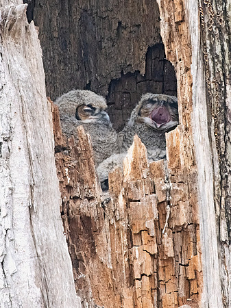 Bubo virginianus  GREAT HORNED OWL 9067762z