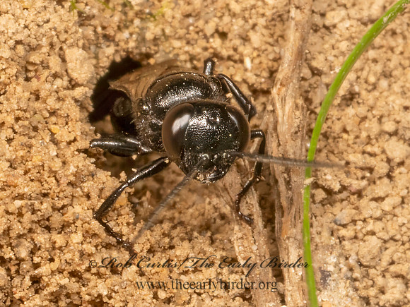 Astata unicolor CRABRONID WASP 9080881z