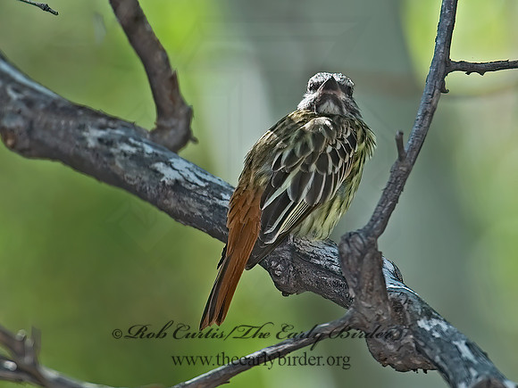 Myiodynastes luteiventris  SULPHUR-BELLIED FLYCATCHER 7007751z