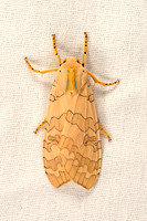 Halysidota tessellaris BANDED TUSSOCK MOTH 9048415z
