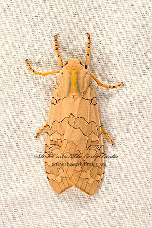Halysidota tessellaris  BANDED TUSSOCK MOTH 9048415z