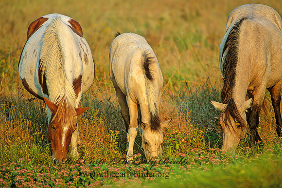 Equus caballus  HORSE 43516z