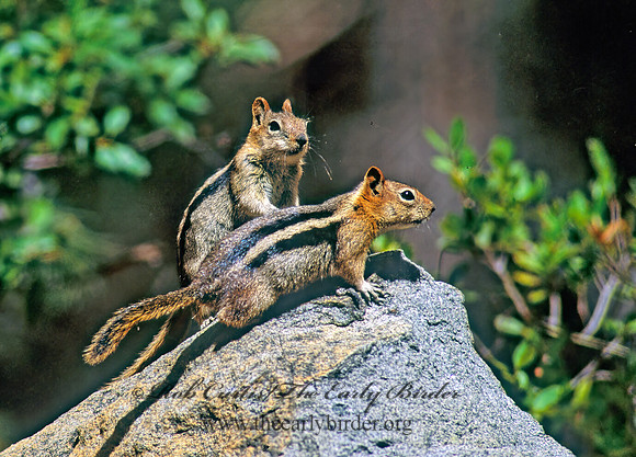 Callospermophilus lateralis  GOLDEN MANTLED SQUIRREL 112208z