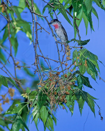 Pachyramphus aglaiae  ROSE-THROATED BECARD 94327z