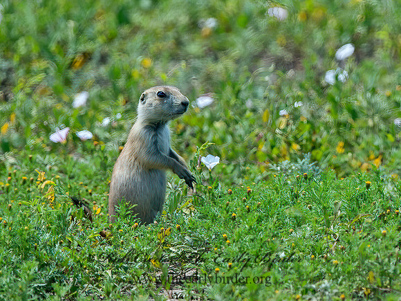 Cynomys ludovicianus  BLACK-TAILED PRAIRIE DOG 9061550z