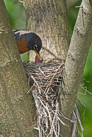 Turdus migratorius  AMERICAN ROBIN 6005423z