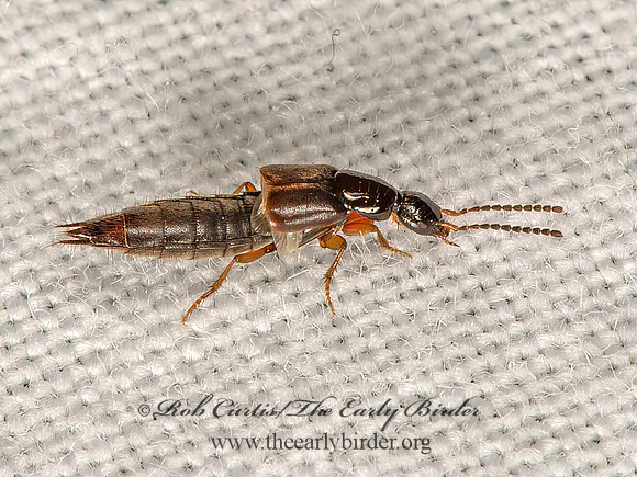 Philonthus 9066626z