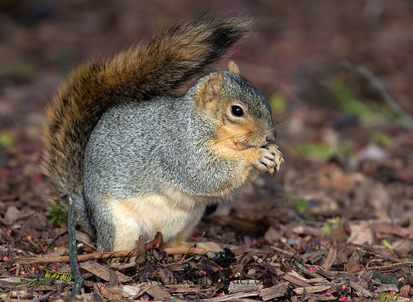 Sciurus niger  FOX SQUIRREL 6035641z