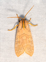 Halysidota harissii SYCAMORE TUSSOCK MOTH 3028368z