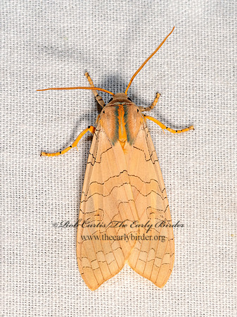 Halysidota harissii  SYCAMORE TUSSOCK MOTH 3028368z