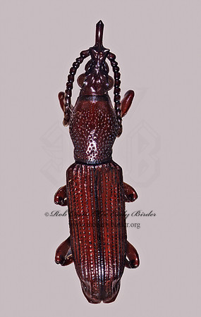 Ankelinella 294135z