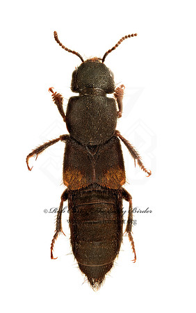 Platydracus fossator 9020461z