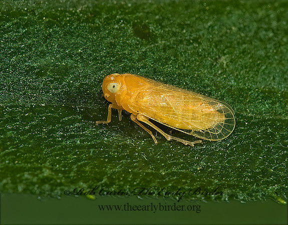 Myndus fulvus 5009532z