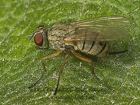 Coenosia  MUSCID FLY 5014969z