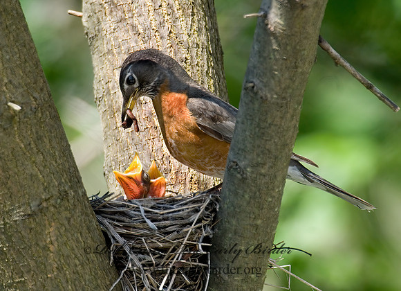 Turdus migratorius  AMERICAN ROBIN 6005436z