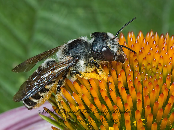 Megachile (Sayapis) 5011416z
