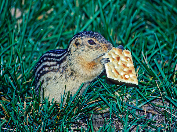 Ictidomys tridecimlineatus  13-LINED GROUND SQUIRREL 24608 z