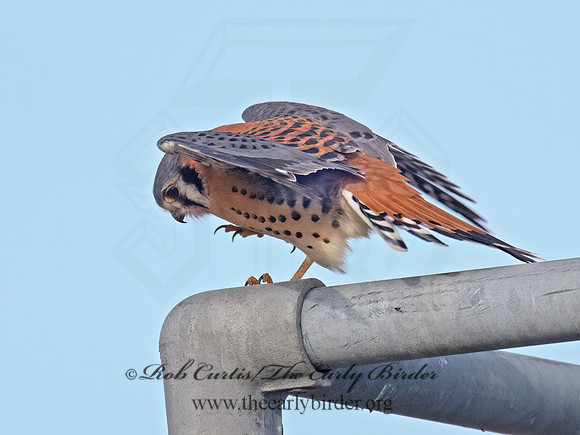 Falco sparverius AMERICAN KESTREL 9086166z