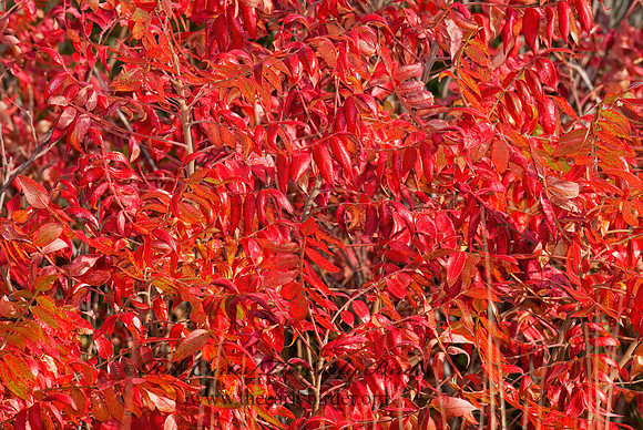 Rhus typhina  STAGHORN SUMAC 7013225z