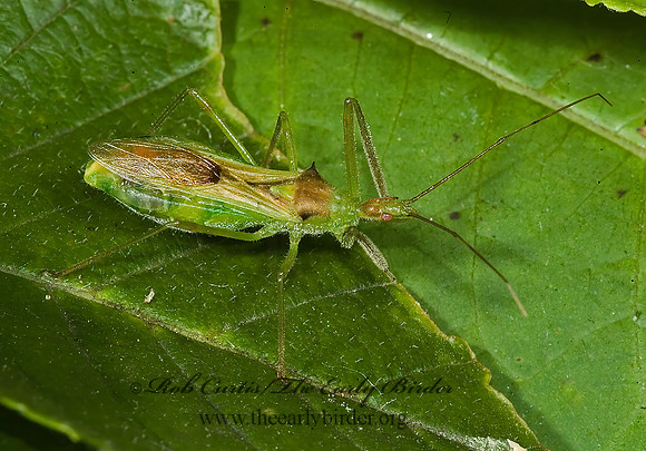 Zelus luridus 5010586z