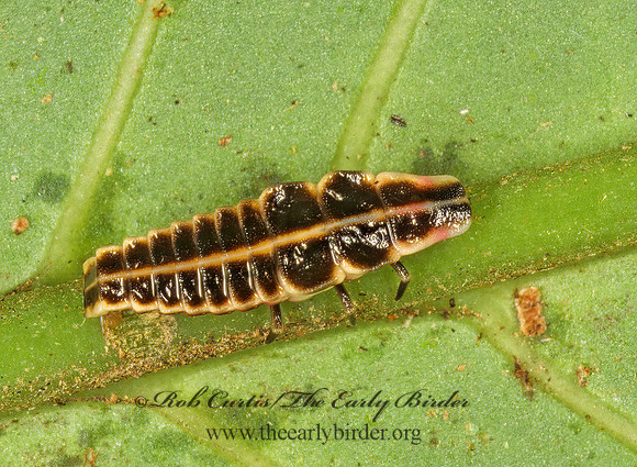 Lampyridae 198114z