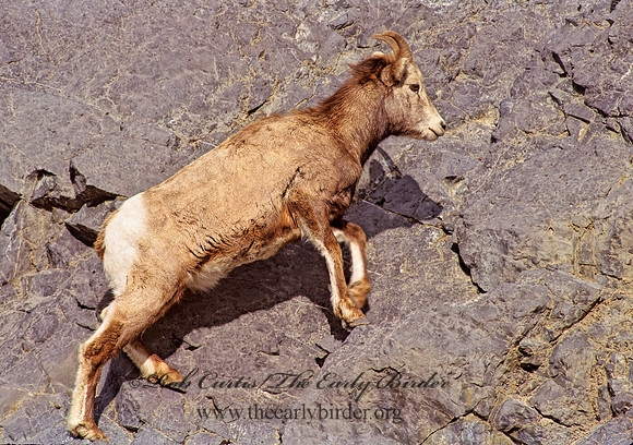 Ovis canadensis  BIGHORN SHEEP 223202z
