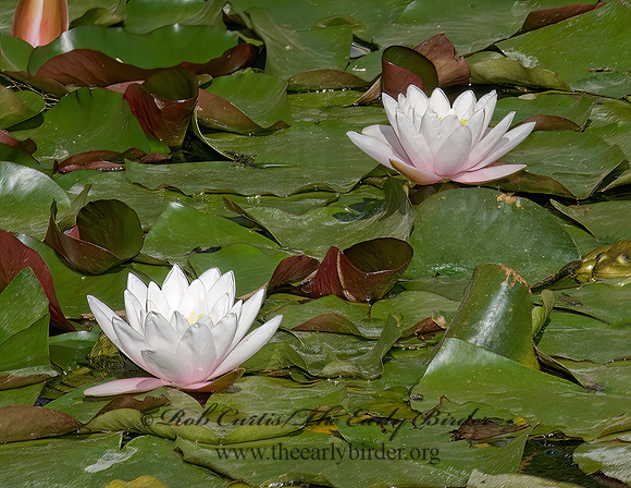 Nymphaea odorata= FRAGRANT WATER LILY 6026721z