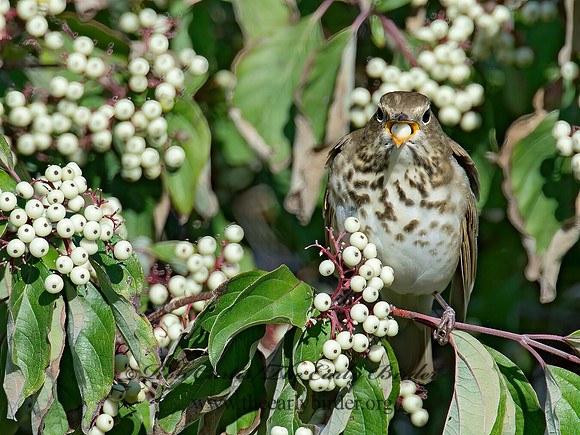 Catharus guttatus  HERMIT THRUSH 9015547z