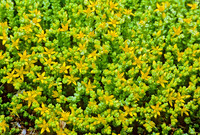 Sedum acre~ GOLDMOSS STONECROP 282119z