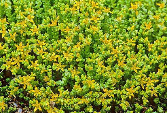 Sedum acre~  GOLDMOSS STONECROP 282119z